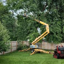 Trusted Lake Worth, TX Tree Services Experts